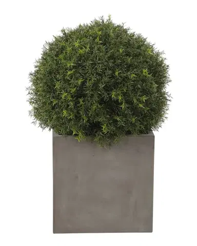 NDI Japanese Yew Ball Topiary in Concrete Planter | Thumbnail 1 NDI Japanese Yew Ball Topiary in Concrete Planter | Thumbnail 1
