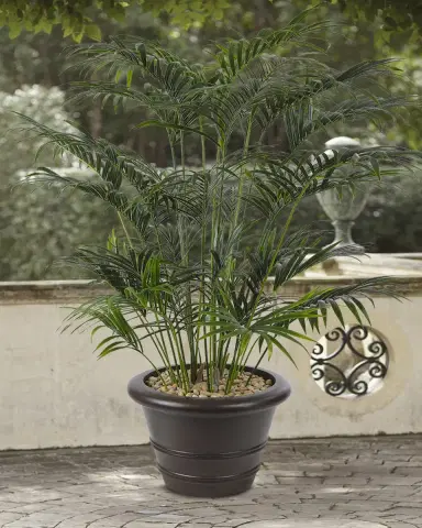 NDI Faux Palm Kentia Tree In Ribbed Planter, 84"T | Thumbnail 2 NDI Faux Palm Kentia Tree In Ribbed Planter, 84"T | Thumbnail 2