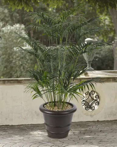 NDI Faux Palm Kentia Tree In Ribbed Planter, 84"T | Thumbnail 1 NDI Faux Palm Kentia Tree In Ribbed Planter, 84"T | Thumbnail 1