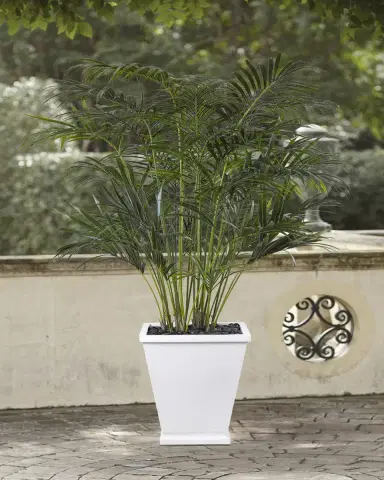 NDI Faux Palm In Tapered Square Pot, 84"T | Thumbnail 2 NDI Faux Palm In Tapered Square Pot, 84"T | Thumbnail 2