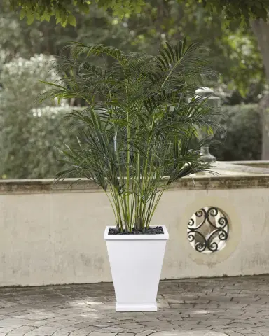NDI Faux Palm In Tapered Square Pot, 84"T | Thumbnail 1 NDI Faux Palm In Tapered Square Pot, 84"T | Thumbnail 1