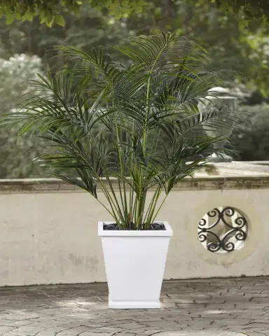 NDI Faux Palm Tree In Tapered Square Pot, 74"T | Thumbnail 2 NDI Faux Palm Tree In Tapered Square Pot, 74"T | Thumbnail 2