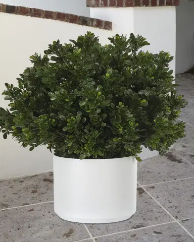 NDI Faux Boxwood In Ceramic White Pot, 28"T | Thumbnail 2 NDI Faux Boxwood In Ceramic White Pot, 28"T | Thumbnail 2