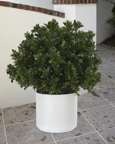 NDI Faux Boxwood In Ceramic White Pot, 28"T | Thumbnail 1 NDI Faux Boxwood In Ceramic White Pot, 28"T | Thumbnail 1