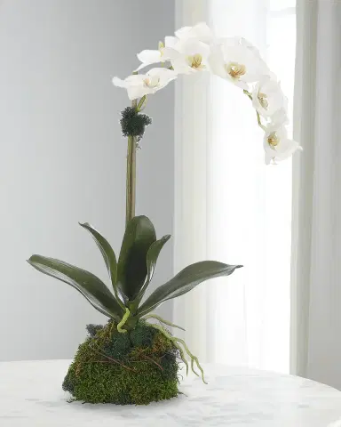 NDI Phalaenopsis Orchid 20" Faux Floral Arrangement in Moss Ball | Thumbnail 1 NDI Phalaenopsis Orchid 20" Faux Floral Arrangement in Moss Ball | Thumbnail 1