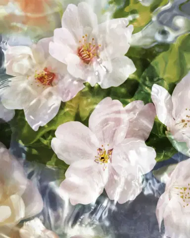 Guerlain Aqua Allegoria Flora Cherrysia Cherry Blossom Eau de Toilette, 4.2 oz. | Thumbnail 2 Guerlain Aqua Allegoria Flora Cherrysia Cherry Blossom Eau de Toilette, 4.2 oz. | Thumbnail 2
