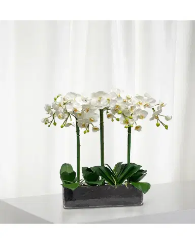 Winward Home Orchid Phalaenopsis in Glass | Thumbnail 2 Winward Home Orchid Phalaenopsis in Glass | Thumbnail 2