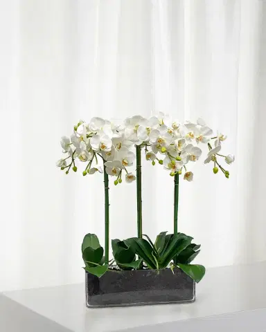 Winward Home Orchid Phalaenopsis in Glass | Thumbnail 1 Winward Home Orchid Phalaenopsis in Glass | Thumbnail 1