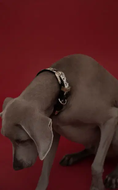 Perrita Cow Girl Collar - Animal | Thumbnail 3 Perrita Cow Girl Collar - Animal | Thumbnail 3