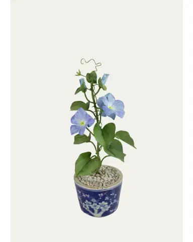 Tommy Mitchell Morning Glory September Birth Flower in Ceramic Pot | Thumbnail 1 Tommy Mitchell Morning Glory September Birth Flower in Ceramic Pot | Thumbnail 1