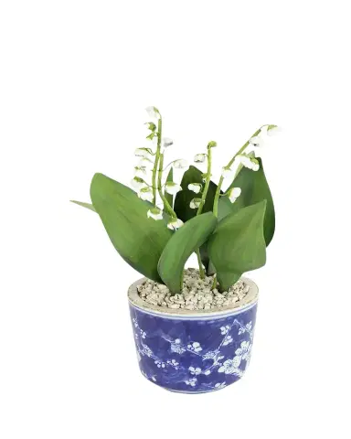 Tommy Mitchell Lily of the Valley May Birth Flower in Ceramic Pot | Thumbnail 1 Tommy Mitchell Lily of the Valley May Birth Flower in Ceramic Pot | Thumbnail 1