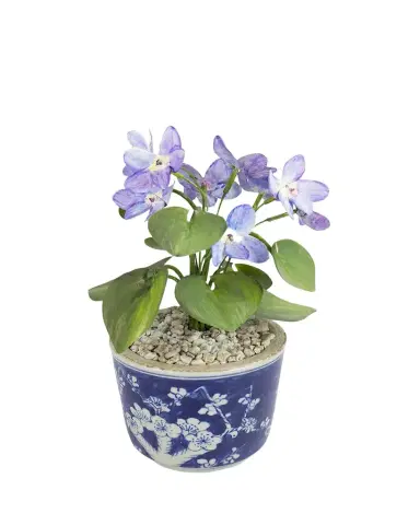 Tommy Mitchell Violet February Birth Flower in Ceramic Pot | Thumbnail 1 Tommy Mitchell Violet February Birth Flower in Ceramic Pot | Thumbnail 1