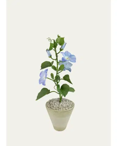 Tommy Mitchell Morning Glory September Birth Flower in White Terracotta Pot | Thumbnail 1 Tommy Mitchell Morning Glory September Birth Flower in White Terracotta Pot | Thumbnail 1