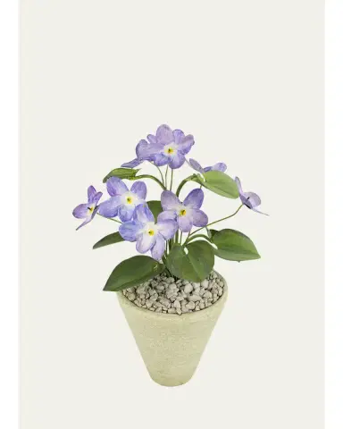 Tommy Mitchell Violet February Birth Flower in White Terracotta Pot | Thumbnail 1 Tommy Mitchell Violet February Birth Flower in White Terracotta Pot | Thumbnail 1