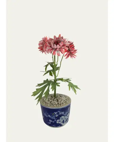 Tommy Mitchell Crysanthemum November Birth Flower in Ceramic Pot | Thumbnail 1 Tommy Mitchell Crysanthemum November Birth Flower in Ceramic Pot | Thumbnail 1