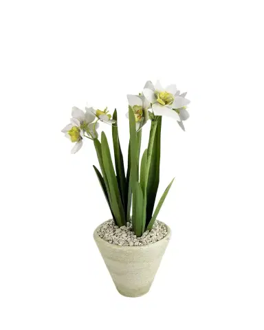 Tommy Mitchell Narcissus December Birth Flower in White Terracotta Pot | Thumbnail 1 Tommy Mitchell Narcissus December Birth Flower in White Terracotta Pot | Thumbnail 1