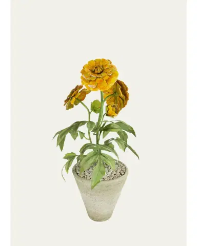 Tommy Mitchell Marigold October Birth Flower in White Terracotta Pot | Thumbnail 1 Tommy Mitchell Marigold October Birth Flower in White Terracotta Pot | Thumbnail 1