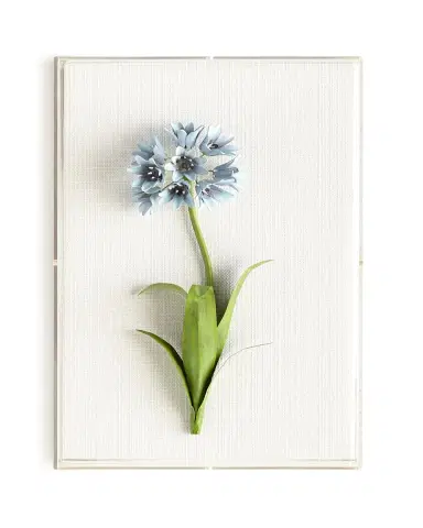 Tommy Mitchell Original Painted Agapanthus Study | Thumbnail 2 Tommy Mitchell Original Painted Agapanthus Study | Thumbnail 2