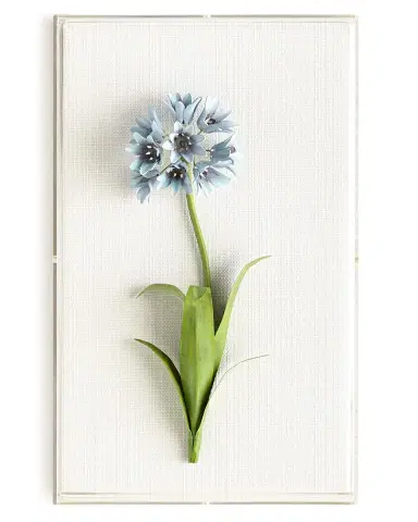 Tommy Mitchell Original Painted Agapanthus Study | Thumbnail 1 Tommy Mitchell Original Painted Agapanthus Study | Thumbnail 1