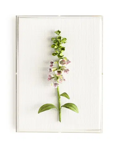 Tommy Mitchell Original Painted Foxglove Study | Thumbnail 2 Tommy Mitchell Original Painted Foxglove Study | Thumbnail 2