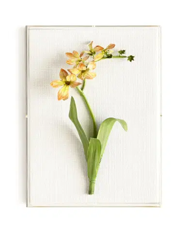 Tommy Mitchell Original Painted Freesia Study | Thumbnail 2 Tommy Mitchell Original Painted Freesia Study | Thumbnail 2