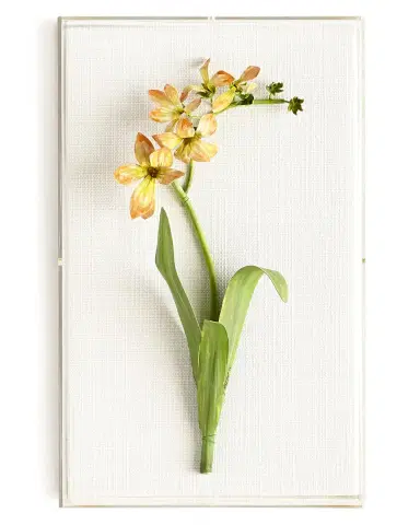 Tommy Mitchell Original Painted Freesia Study | Thumbnail 1 Tommy Mitchell Original Painted Freesia Study | Thumbnail 1