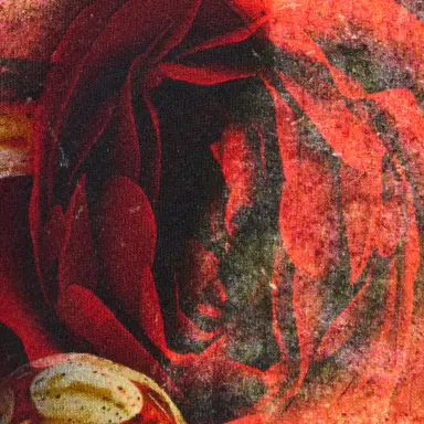 Roberto Cavalli Roses And Snake Print Sweatshirt | Thumbnail 4 Roberto Cavalli Roses And Snake Print Sweatshirt | Thumbnail 4