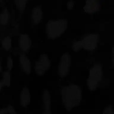 Roberto Cavalli Black Bodysuit With Jaguar Skin Pattern | Thumbnail 4 Roberto Cavalli Black Bodysuit With Jaguar Skin Pattern | Thumbnail 4