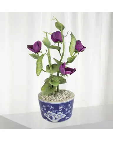 Tommy Mitchell Sweet Pea April Birth Flower in Ceramic Pot | Thumbnail 2 Tommy Mitchell Sweet Pea April Birth Flower in Ceramic Pot | Thumbnail 2