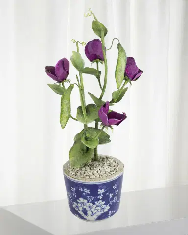 Tommy Mitchell Sweet Pea April Birth Flower in Ceramic Pot | Thumbnail 1 Tommy Mitchell Sweet Pea April Birth Flower in Ceramic Pot | Thumbnail 1