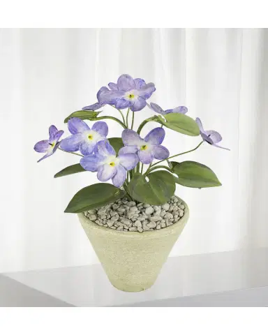 Tommy Mitchell Violet February Birth Flower in White Terracotta Pot | Thumbnail 2 Tommy Mitchell Violet February Birth Flower in White Terracotta Pot | Thumbnail 2