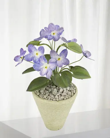 Tommy Mitchell Violet February Birth Flower in White Terracotta Pot | Thumbnail 1 Tommy Mitchell Violet February Birth Flower in White Terracotta Pot | Thumbnail 1