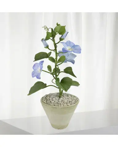 Tommy Mitchell Morning Glory September Birth Flower in White Terracotta Pot | Thumbnail 2 Tommy Mitchell Morning Glory September Birth Flower in White Terracotta Pot | Thumbnail 2