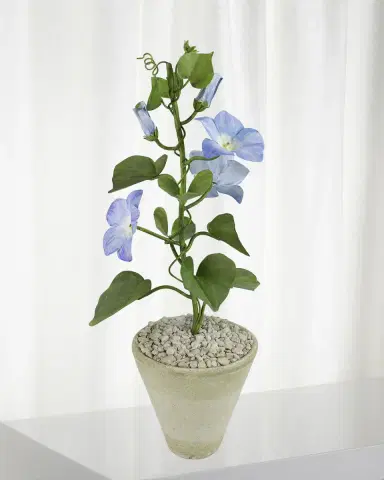 Tommy Mitchell Morning Glory September Birth Flower in White Terracotta Pot | Thumbnail 1 Tommy Mitchell Morning Glory September Birth Flower in White Terracotta Pot | Thumbnail 1