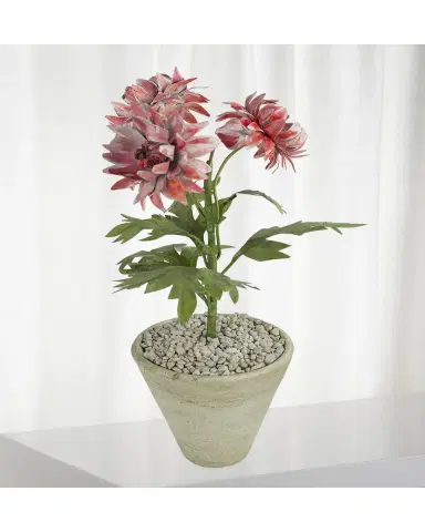 Tommy Mitchell Crysanthemum November Birth Flower in White Terracotta Pot | Thumbnail 2 Tommy Mitchell Crysanthemum November Birth Flower in White Terracotta Pot | Thumbnail 2
