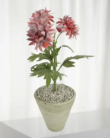 Tommy Mitchell Crysanthemum November Birth Flower in White Terracotta Pot | Thumbnail 1 Tommy Mitchell Crysanthemum November Birth Flower in White Terracotta Pot | Thumbnail 1