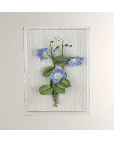 Tommy Mitchell Morning Glory September Birth Flower Wall Art | Thumbnail 2 Tommy Mitchell Morning Glory September Birth Flower Wall Art | Thumbnail 2