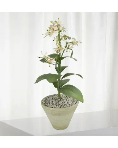 Tommy Mitchell Honeysuckle June Birth Flower in White Terracotta Pot | Thumbnail 2 Tommy Mitchell Honeysuckle June Birth Flower in White Terracotta Pot | Thumbnail 2