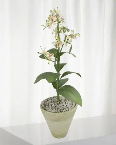 Tommy Mitchell Honeysuckle June Birth Flower in White Terracotta Pot | Thumbnail 1 Tommy Mitchell Honeysuckle June Birth Flower in White Terracotta Pot | Thumbnail 1