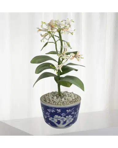 Tommy Mitchell Honeysuckle June Birth Flower in Ceramic Pot | Thumbnail 2 Tommy Mitchell Honeysuckle June Birth Flower in Ceramic Pot | Thumbnail 2