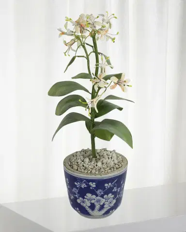 Tommy Mitchell Honeysuckle June Birth Flower in Ceramic Pot | Thumbnail 1 Tommy Mitchell Honeysuckle June Birth Flower in Ceramic Pot | Thumbnail 1