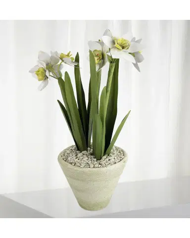 Tommy Mitchell Narcissus December Birth Flower in White Terracotta Pot | Thumbnail 2 Tommy Mitchell Narcissus December Birth Flower in White Terracotta Pot | Thumbnail 2