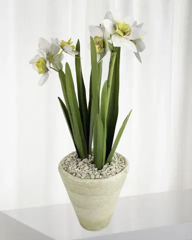 Tommy Mitchell Narcissus December Birth Flower in White Terracotta Pot | Thumbnail 1 Tommy Mitchell Narcissus December Birth Flower in White Terracotta Pot | Thumbnail 1