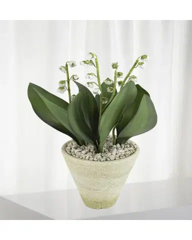 Tommy Mitchell Lily of the Valley May Birth Flower in White Terracotta Pot | Thumbnail 2 Tommy Mitchell Lily of the Valley May Birth Flower in White Terracotta Pot | Thumbnail 2