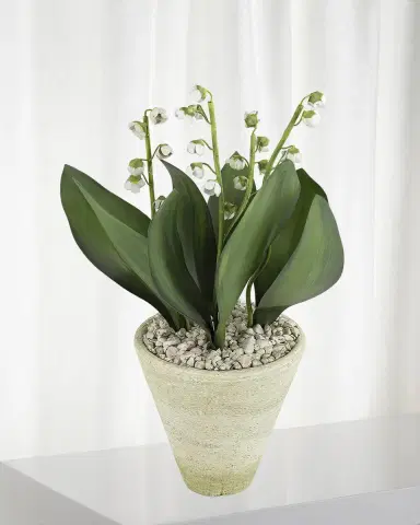 Tommy Mitchell Lily of the Valley May Birth Flower in White Terracotta Pot | Thumbnail 1 Tommy Mitchell Lily of the Valley May Birth Flower in White Terracotta Pot | Thumbnail 1
