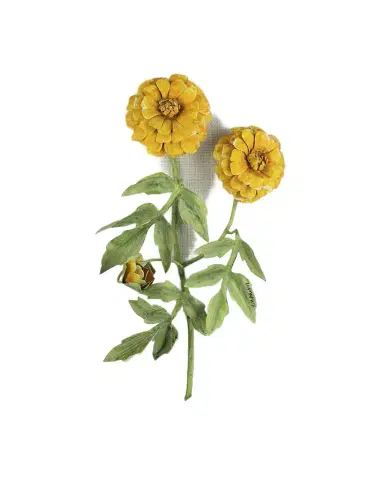 Tommy Mitchell Marigold October Birth Flower Wall Art | Thumbnail 1 Tommy Mitchell Marigold October Birth Flower Wall Art | Thumbnail 1