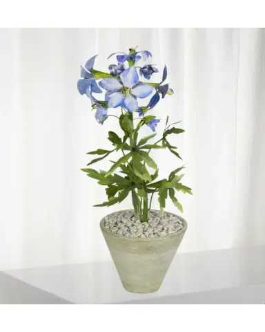Tommy Mitchell Delphinium July Birth Flower in White Terracotta Pot | Thumbnail 2 Tommy Mitchell Delphinium July Birth Flower in White Terracotta Pot | Thumbnail 2