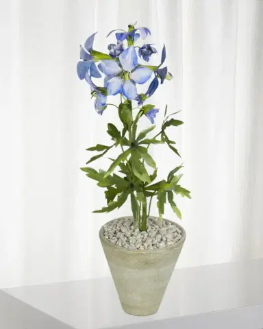 Tommy Mitchell Delphinium July Birth Flower in White Terracotta Pot | Thumbnail 1 Tommy Mitchell Delphinium July Birth Flower in White Terracotta Pot | Thumbnail 1