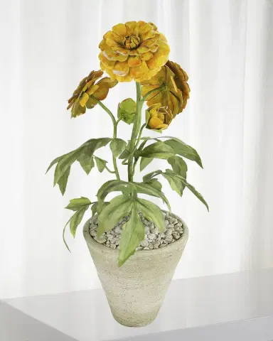 Tommy Mitchell Marigold October Birth Flower in White Terracotta Pot | Thumbnail 1 Tommy Mitchell Marigold October Birth Flower in White Terracotta Pot | Thumbnail 1