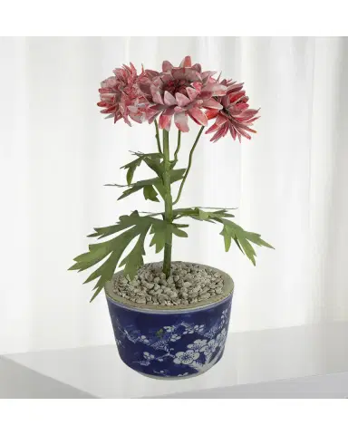 Tommy Mitchell Crysanthemum November Birth Flower in Ceramic Pot | Thumbnail 2 Tommy Mitchell Crysanthemum November Birth Flower in Ceramic Pot | Thumbnail 2